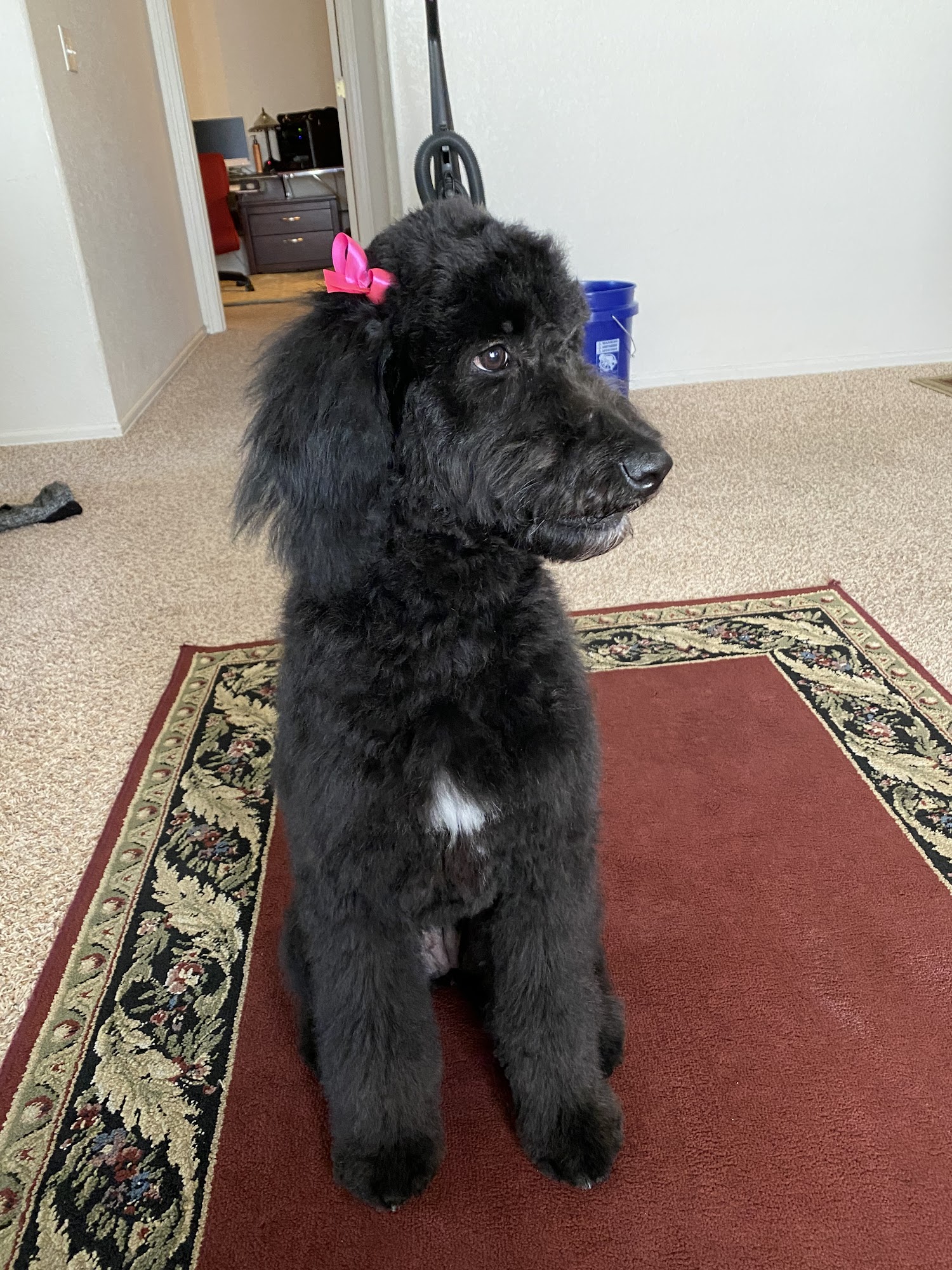 Coats & Tails Pet Grooming Pueblo West