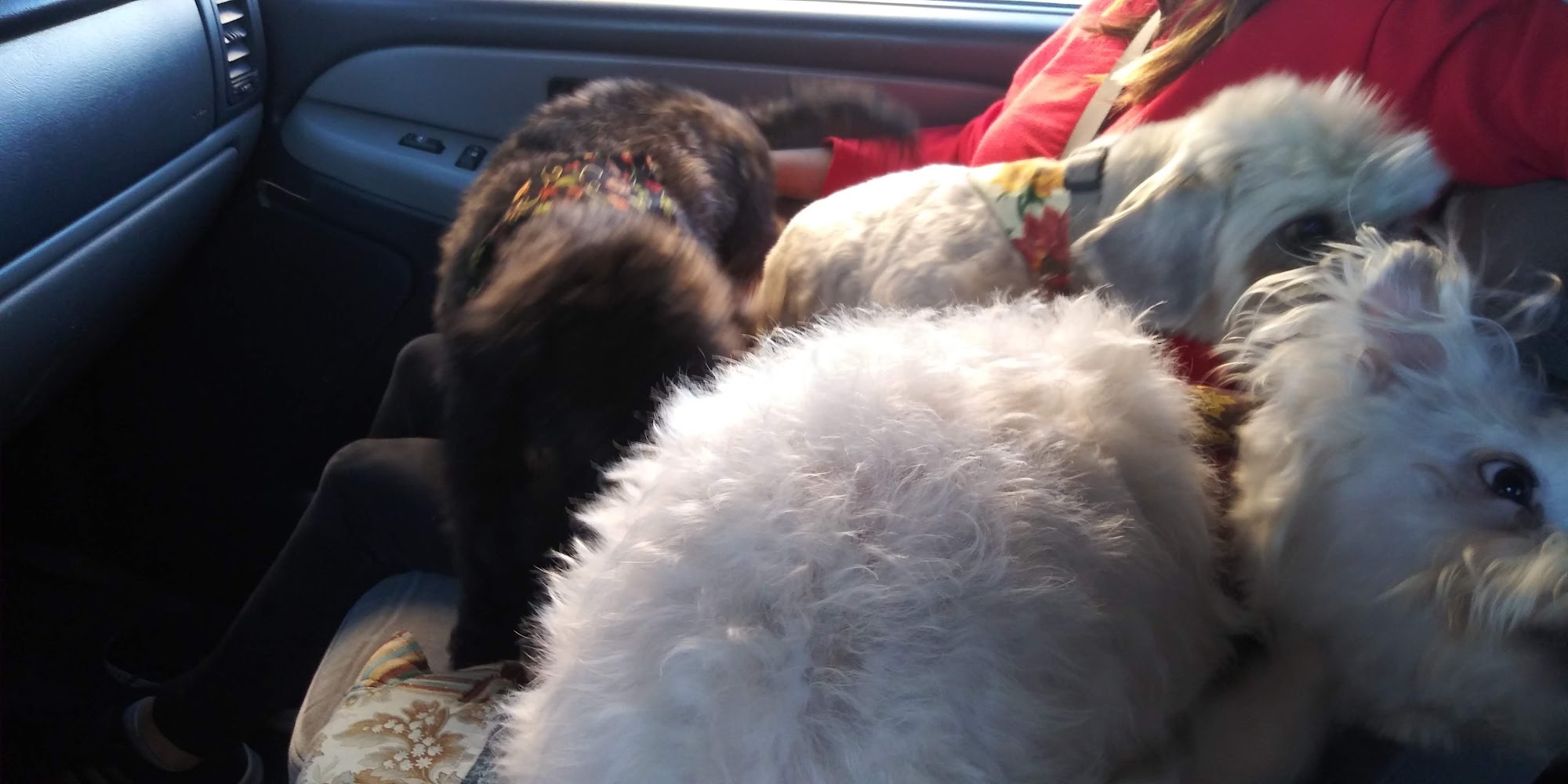 Cindy's Pet Grooming Pueblo