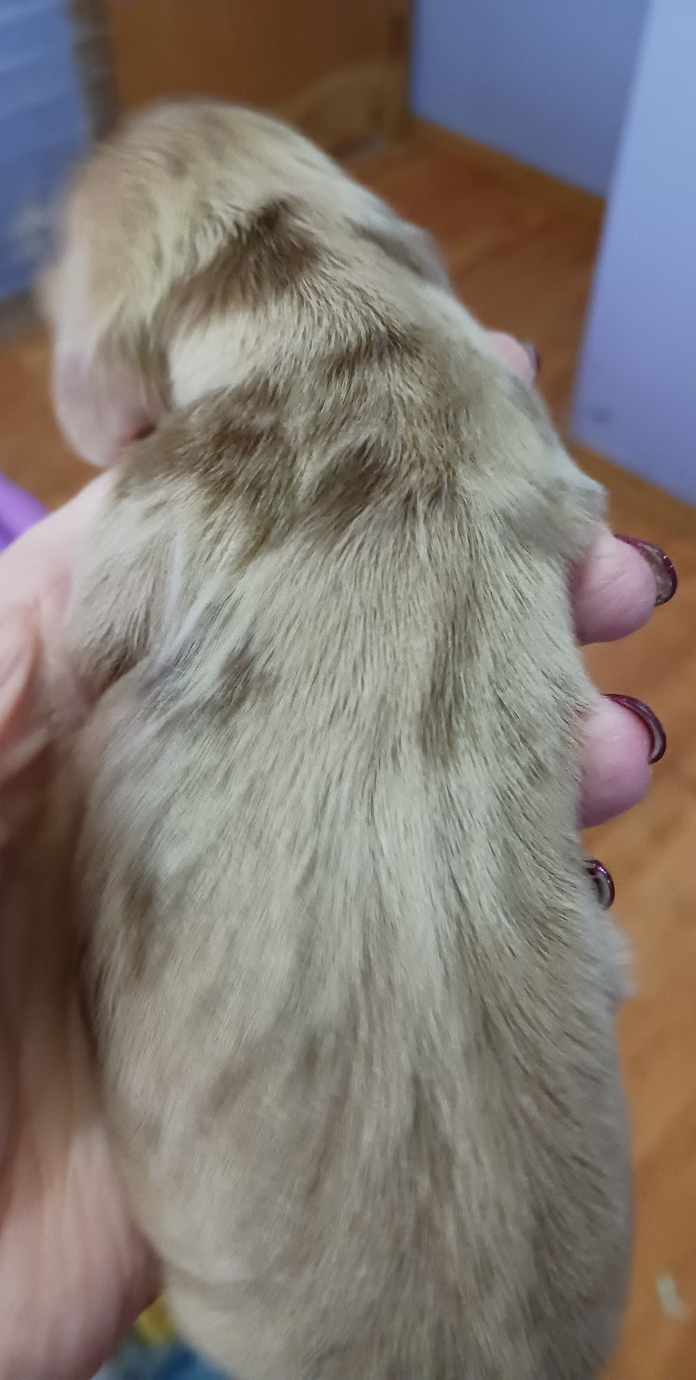 Biankas Dackels Pueblo