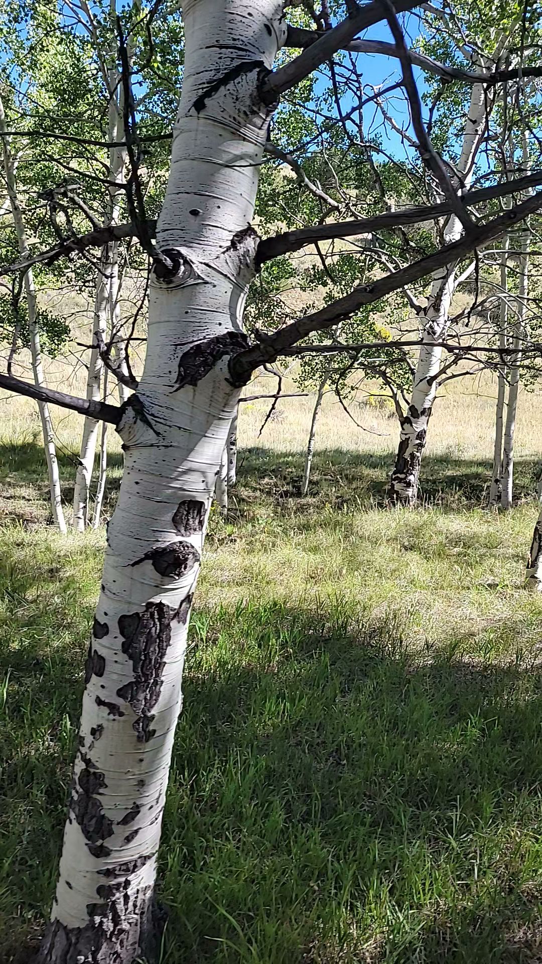 Bear Basin Ranch 473 Co Rd 271, Westcliffe Colorado 81252