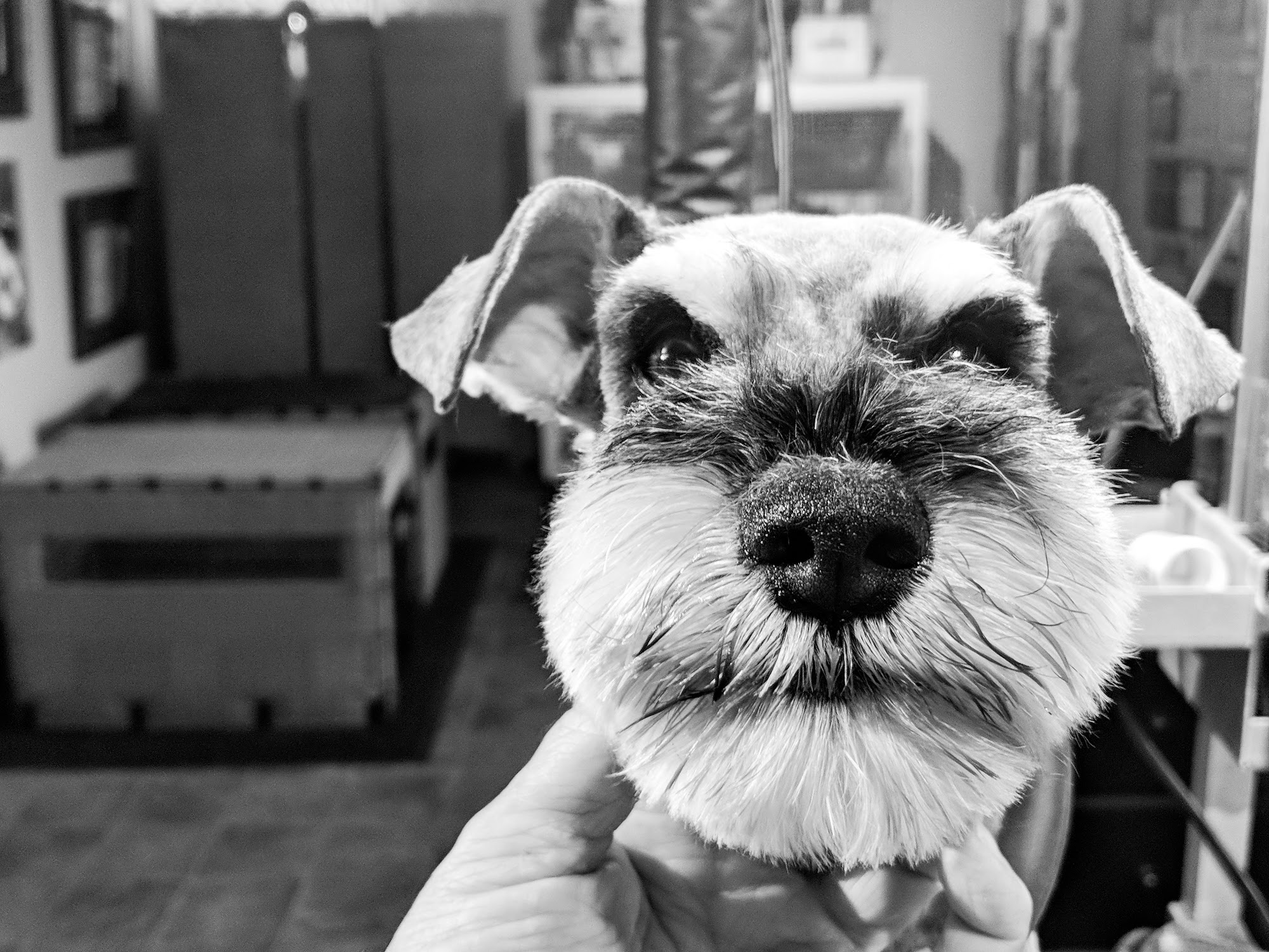 K C's Dog Grooming Windsor