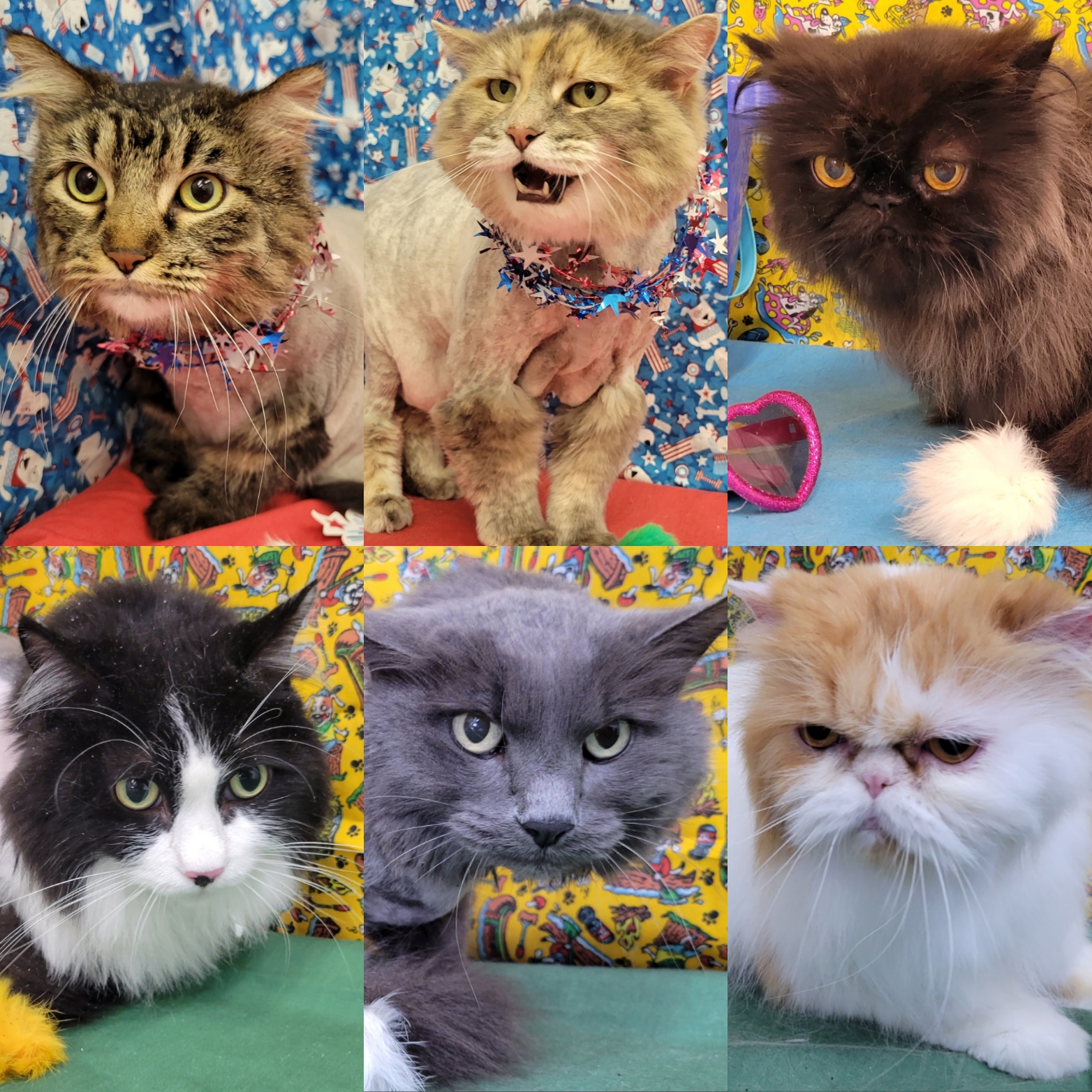 Purrrfect Paws LLC Windsor