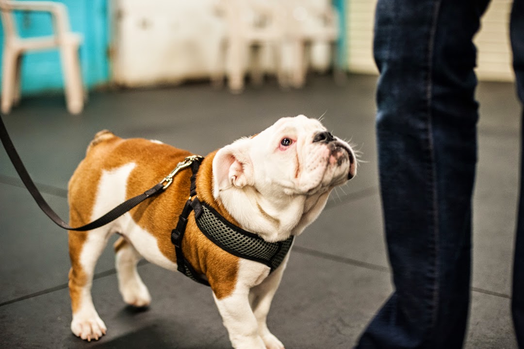 The Good Dog Spot Bloomfield