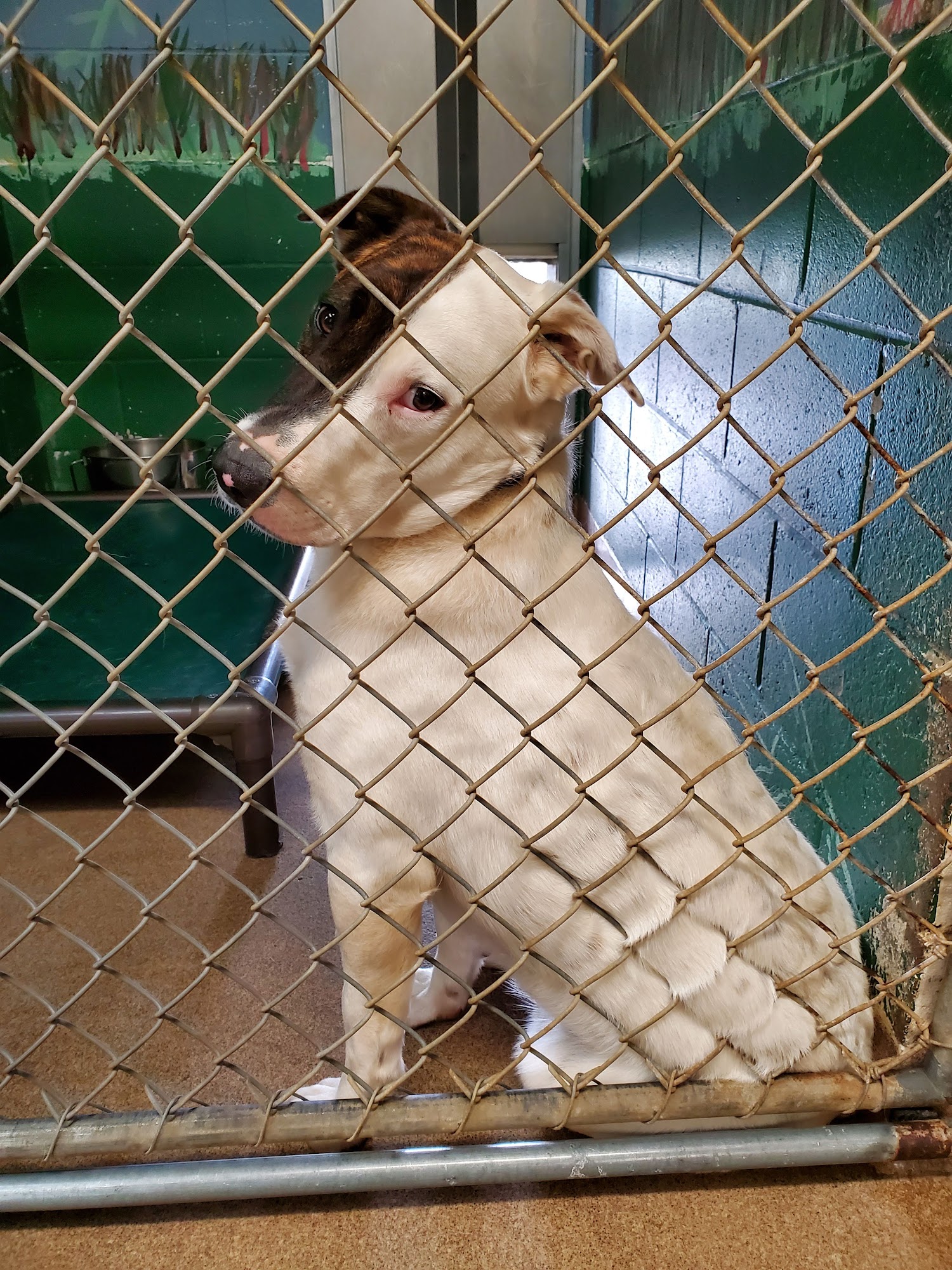 Dan Cosgrove Animal Shelter Branford