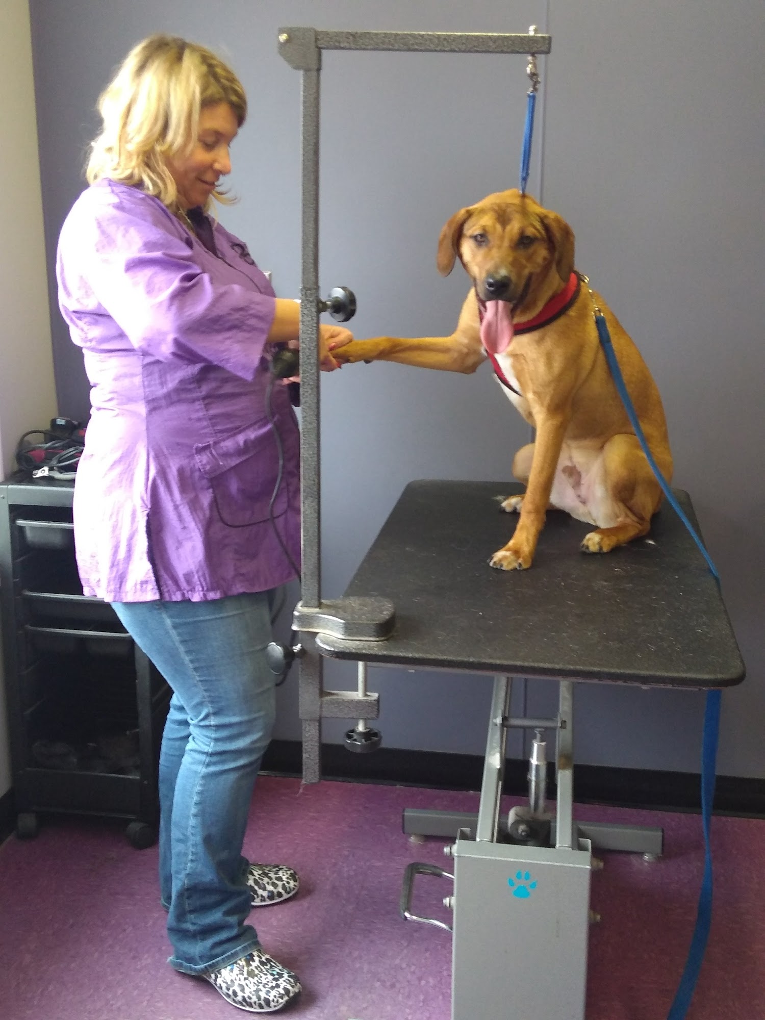 The Plainville Pet Groomer Bristol