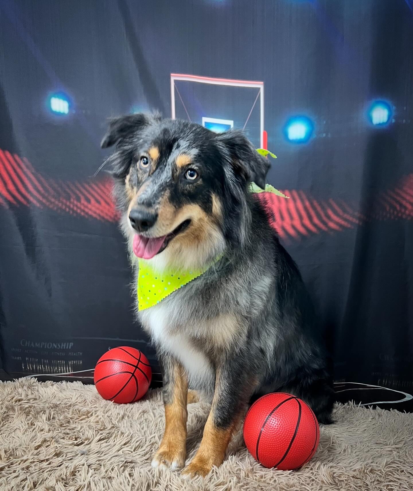 The Pet Spa LLC Bristol