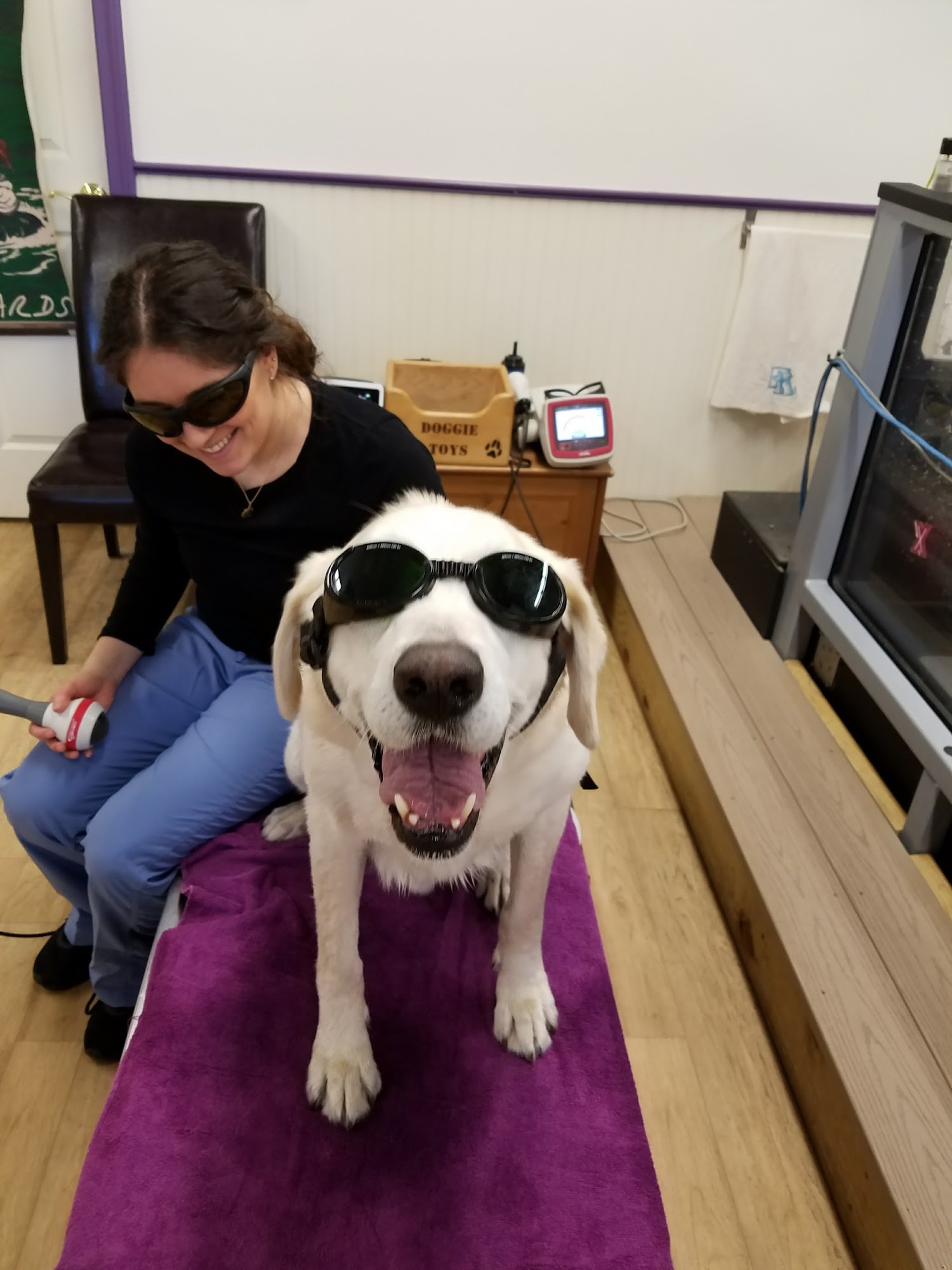 Wizard of Paws Physical Rehab Colchester