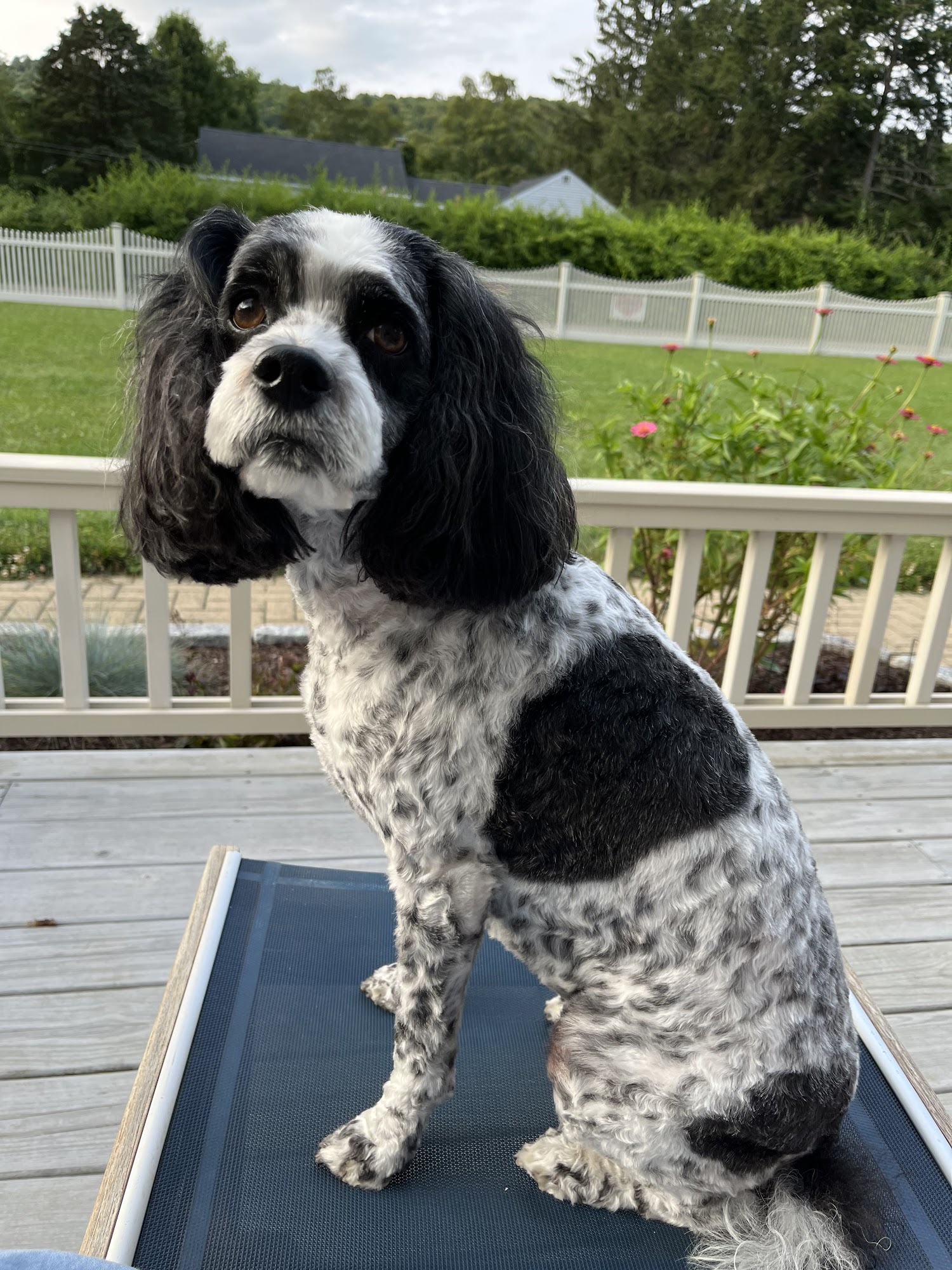 Wags Doggie Day Camp & Boarding Danbury