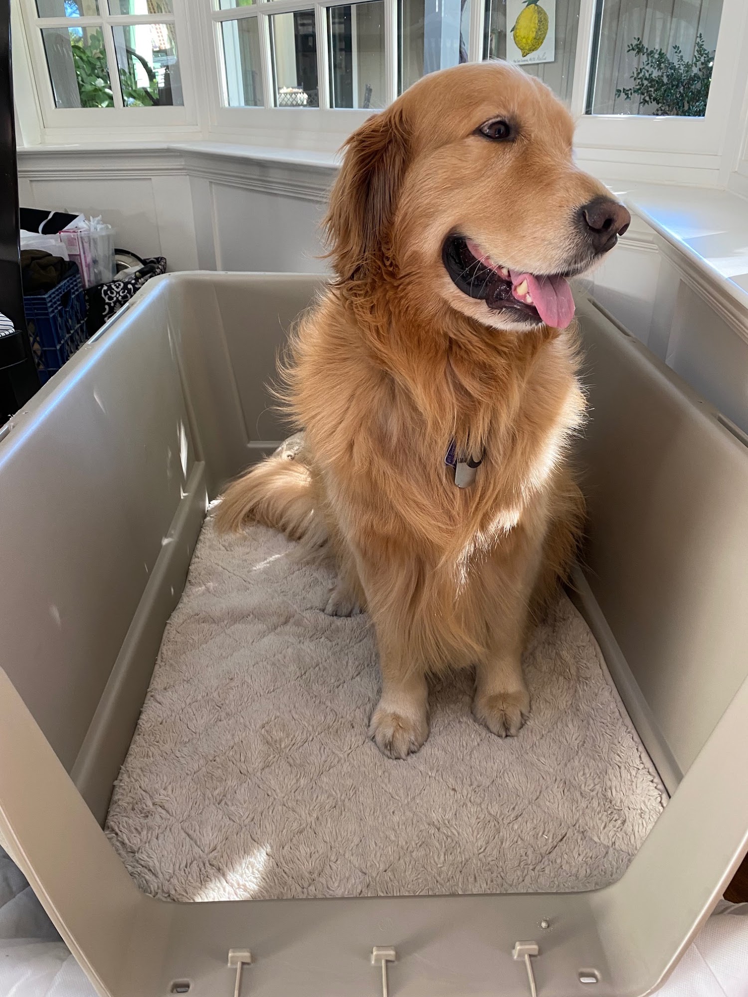 WorldCare Pet Transport Darien