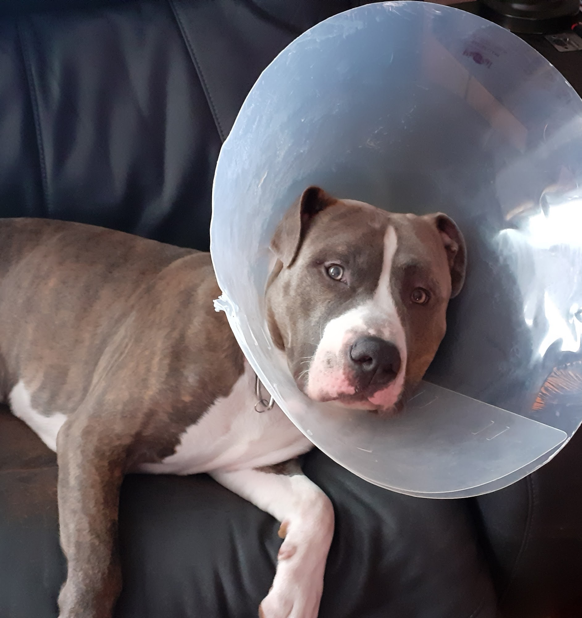 POA Spay East Hartford