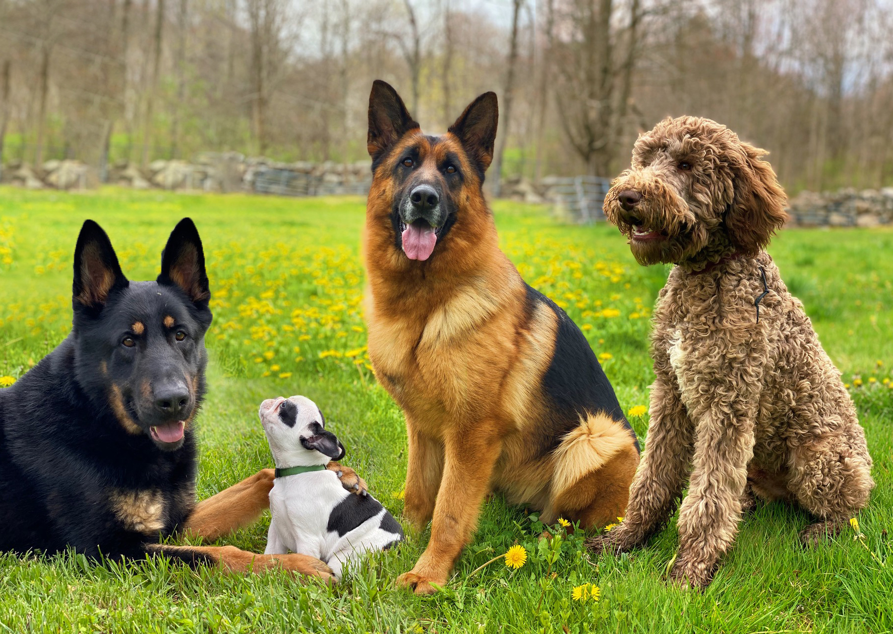 K9one LLC @ Stonehill Kennel Goshen