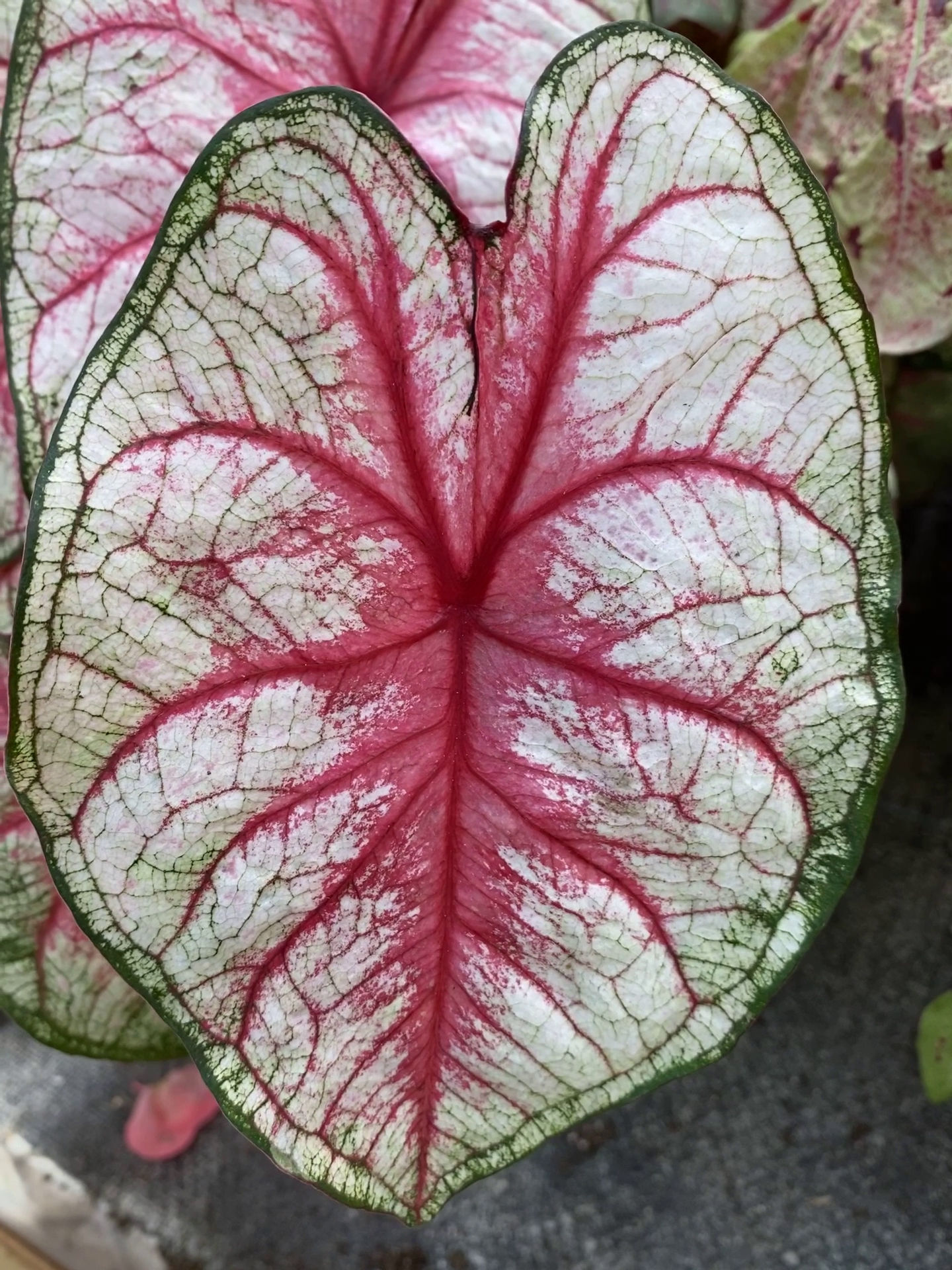 Sam Bridge Nursery & Greenhouses