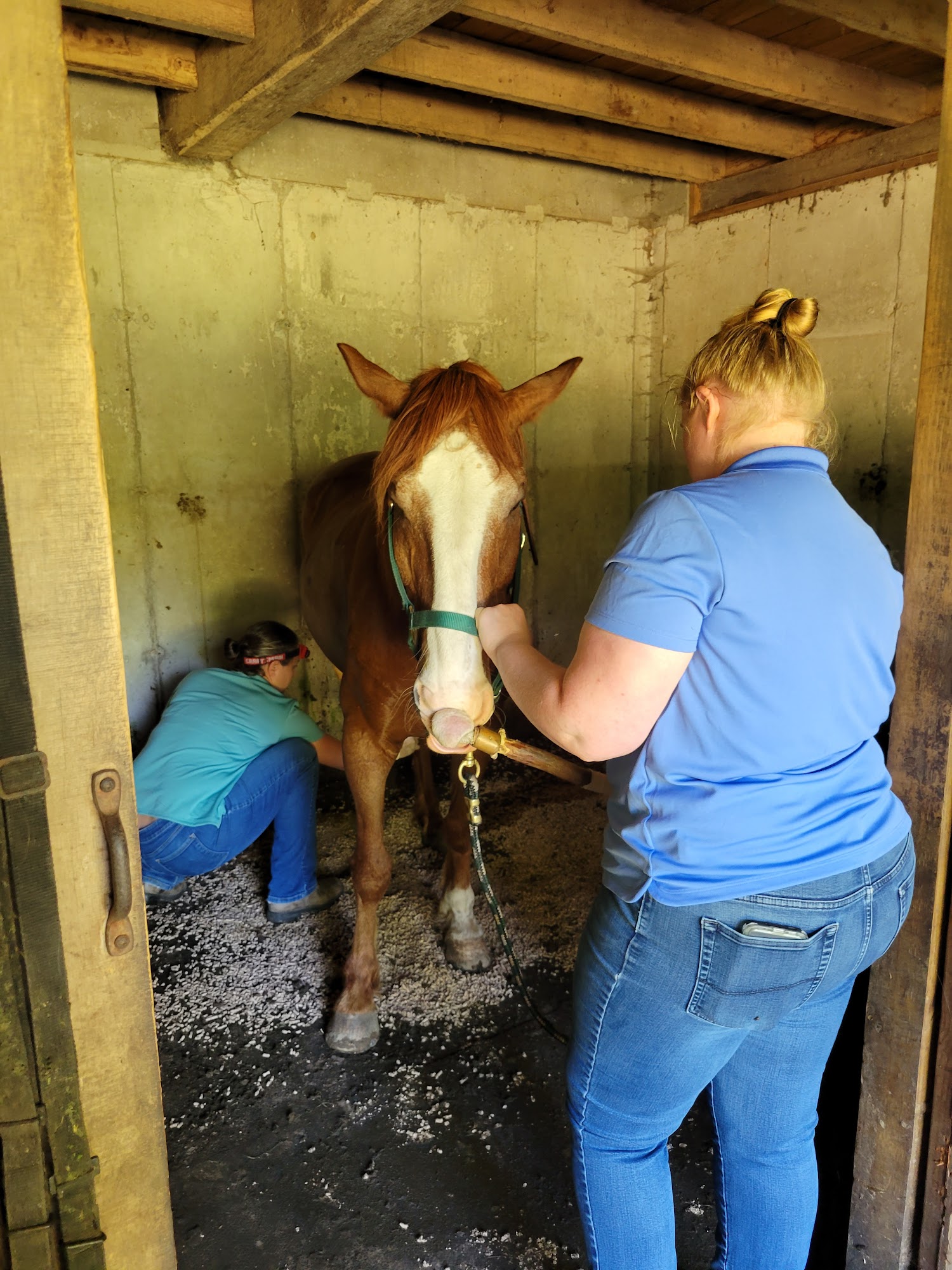 Twin Pines Equine Vet Services 1 Colonel Brown Rd, Griswold Connecticut 06351