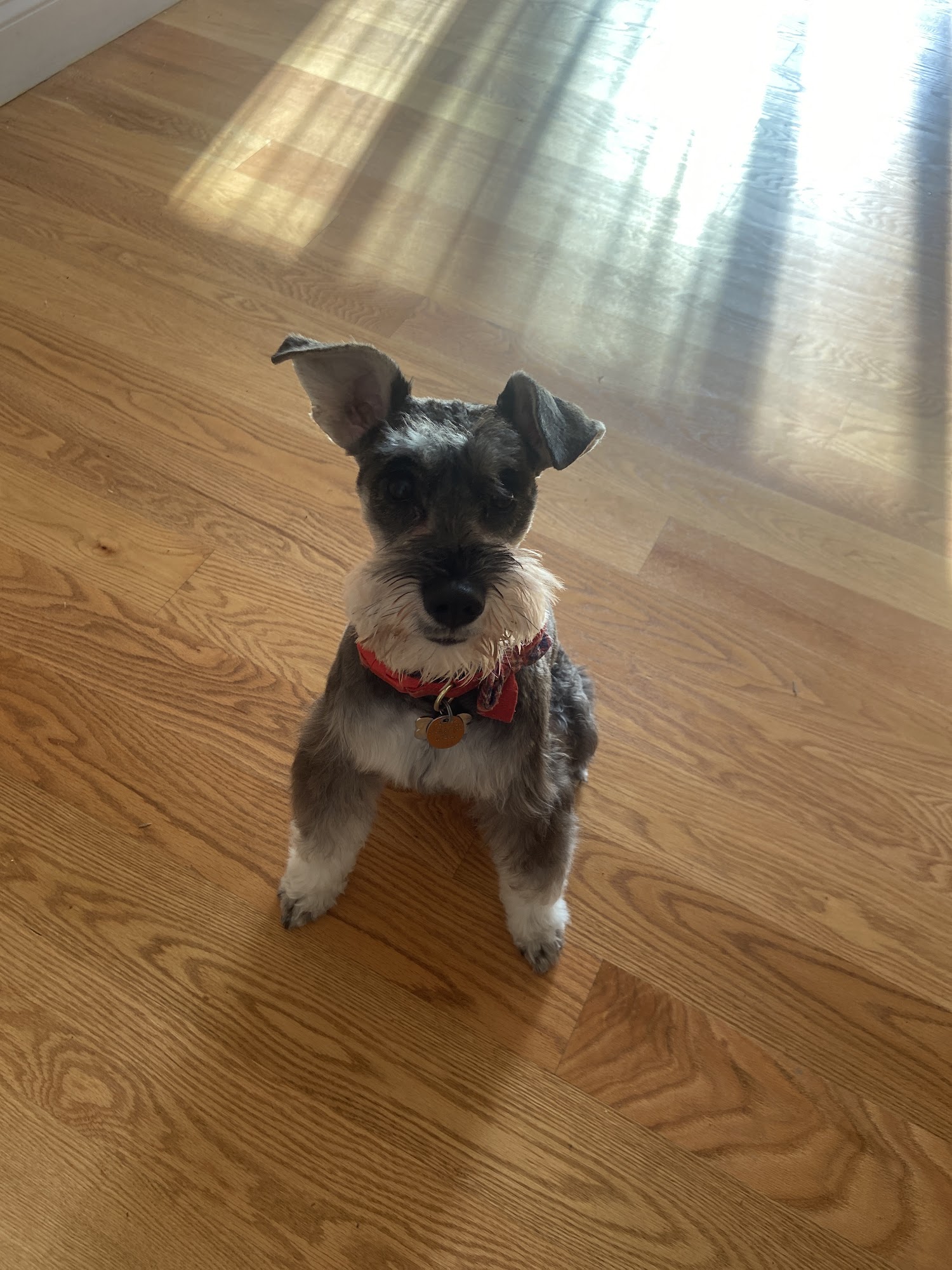 Playful Paws Grooming Groton