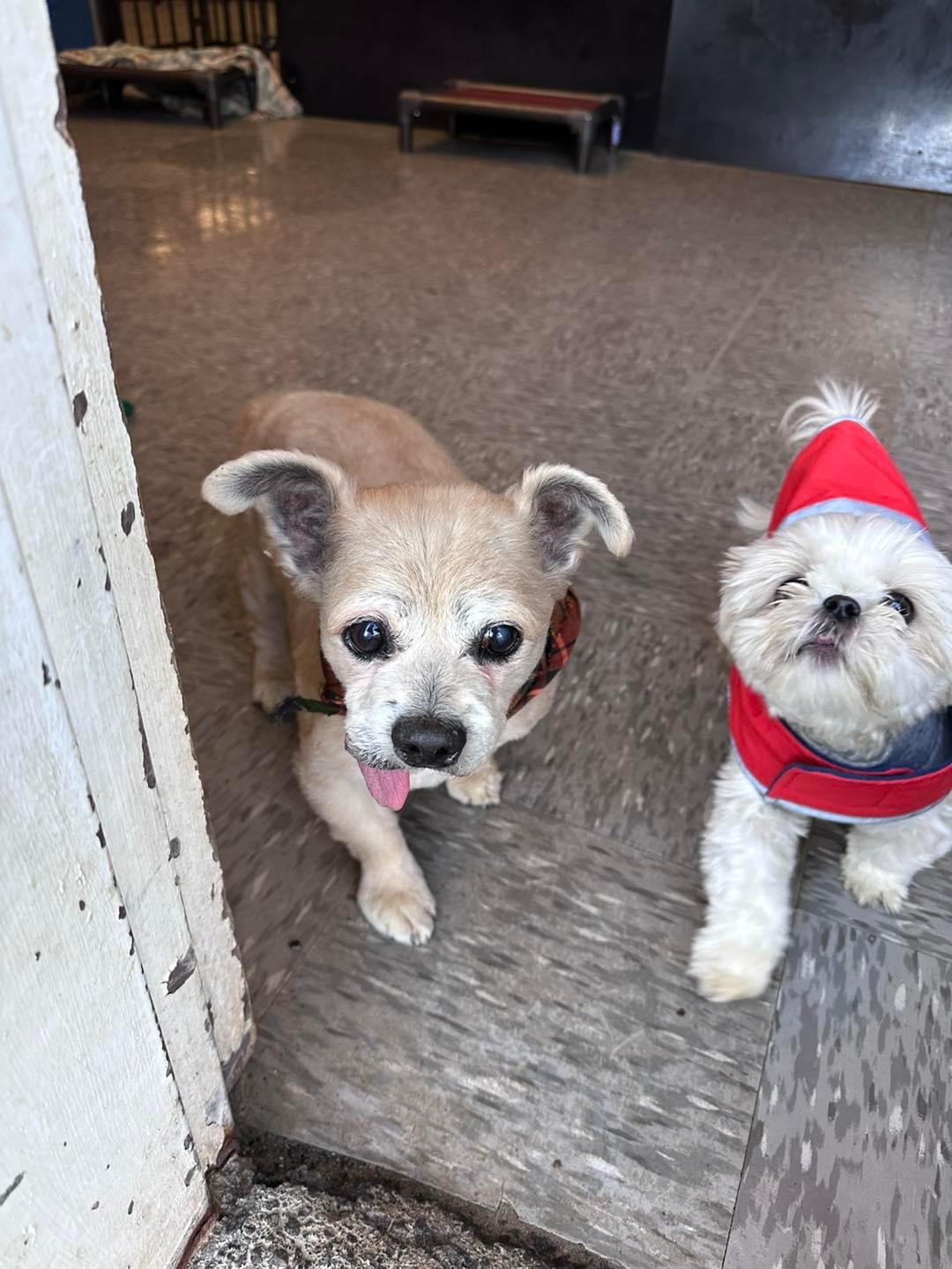 The Barking Lot Hamden