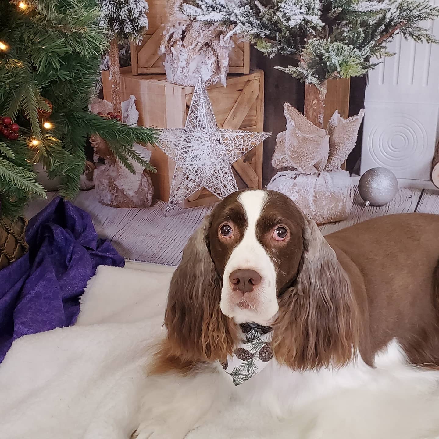 Dog And Cat S' Paw Litchfield