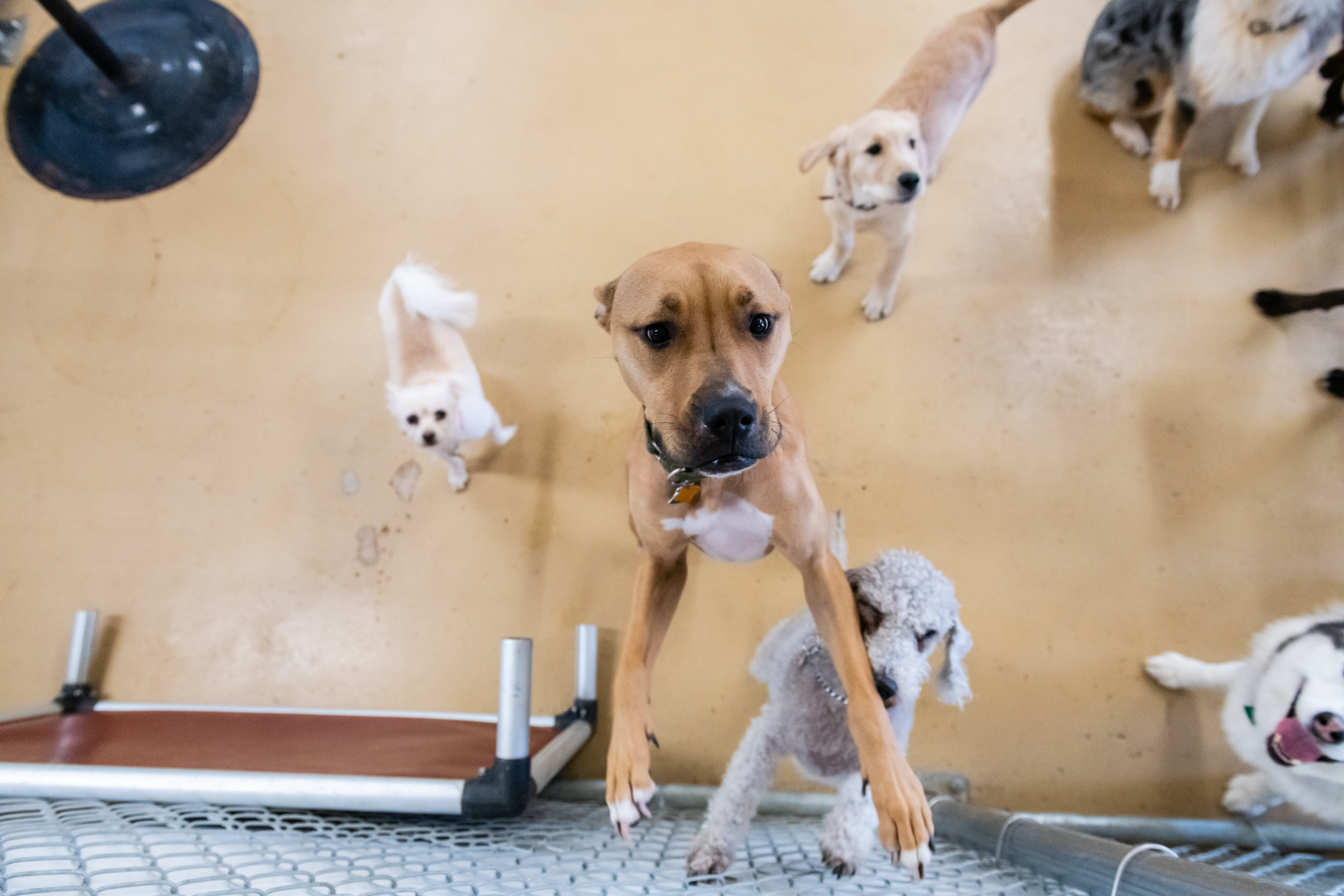 The Dog Cabin LLC Middletown