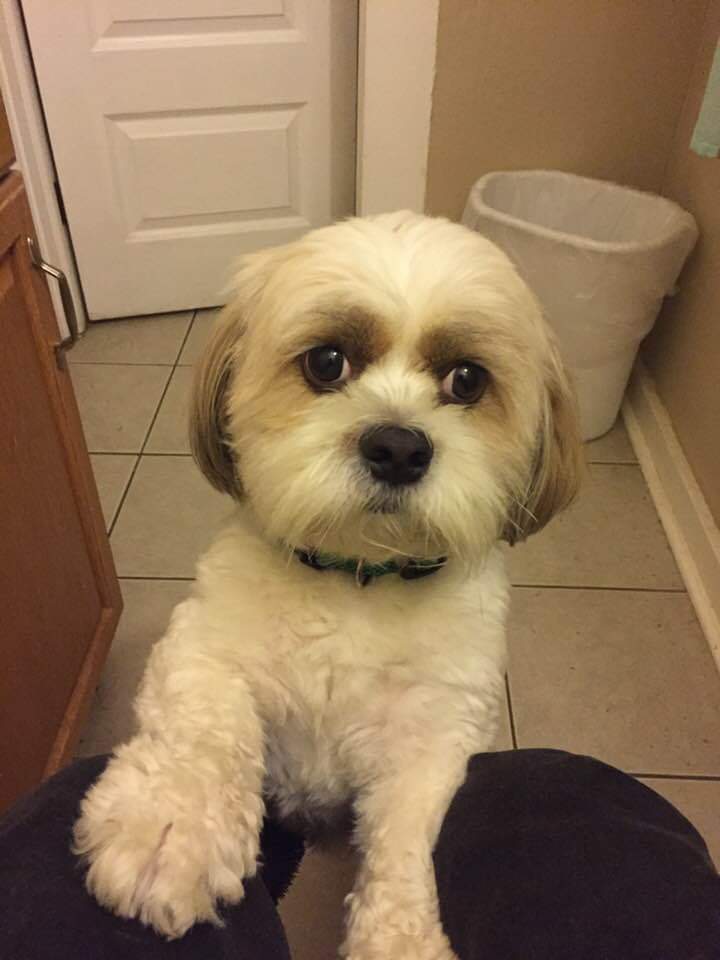 Holy Shih-Tzu LLC Mystic