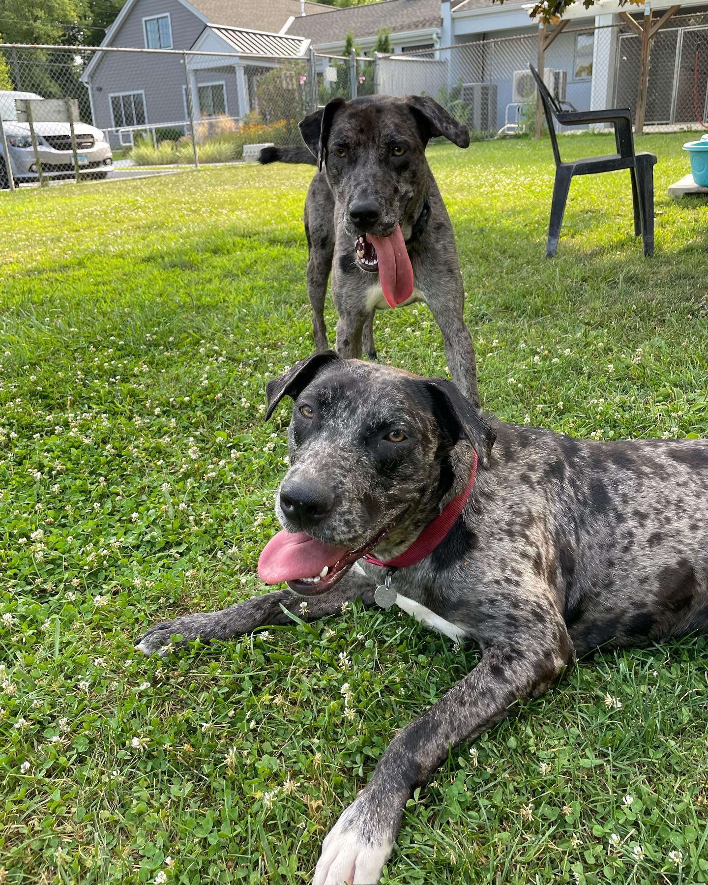 Animal Welfare Society New Milford