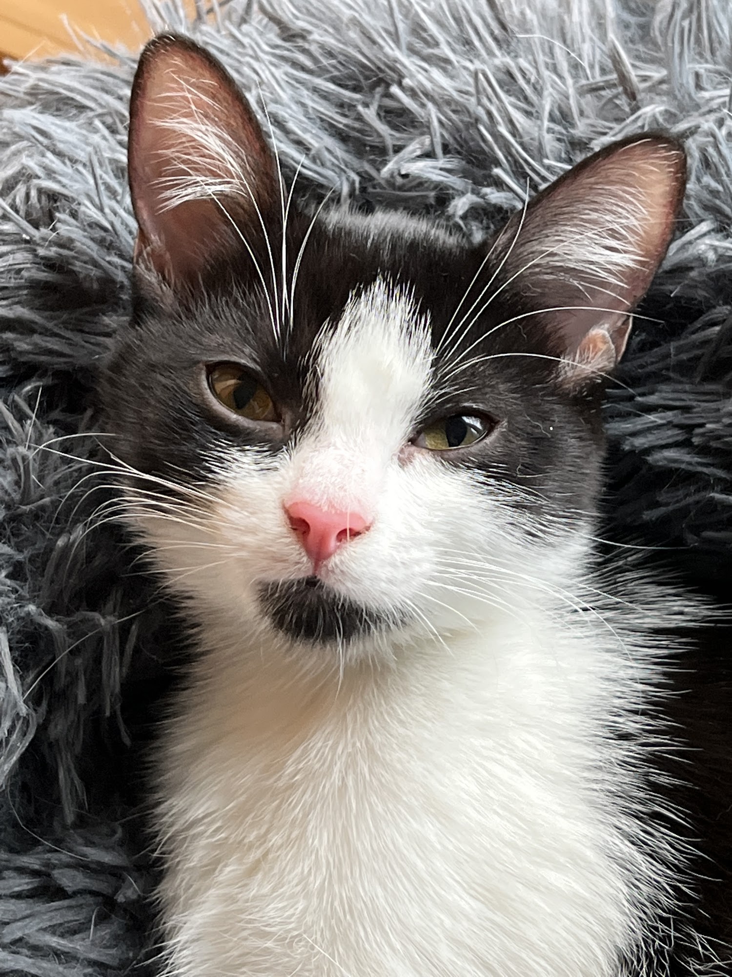 Dr. Robb's Protect The Pets Newtown