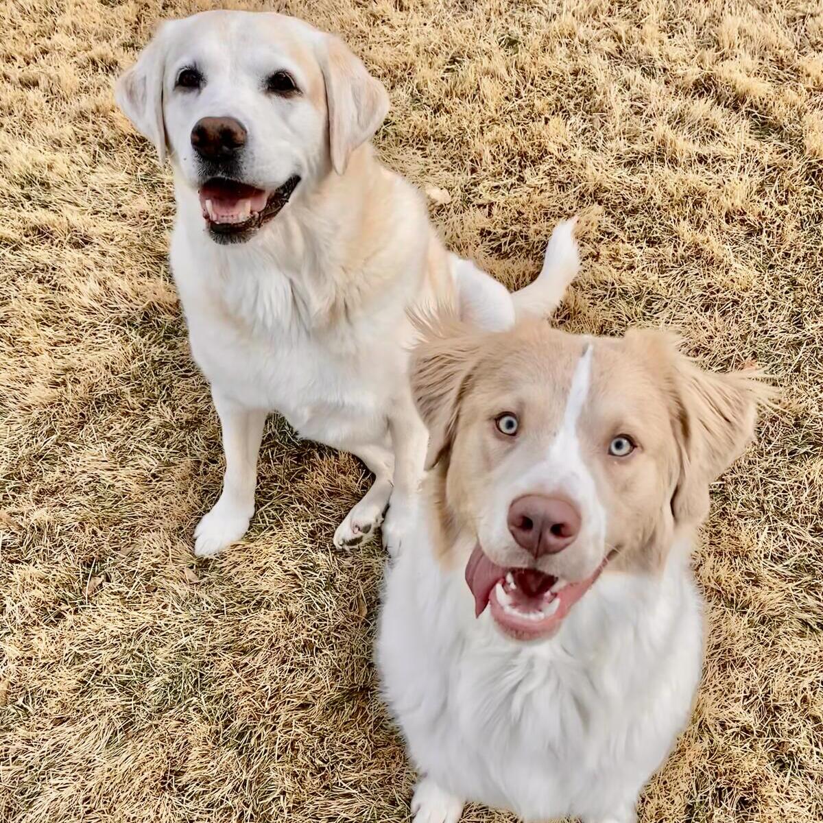 Always Safe At Home Newtown