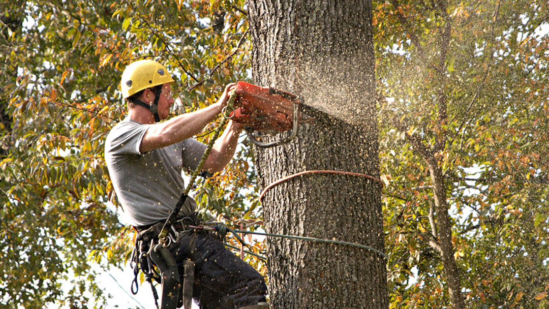 A Better Cut Tree Services, LLC