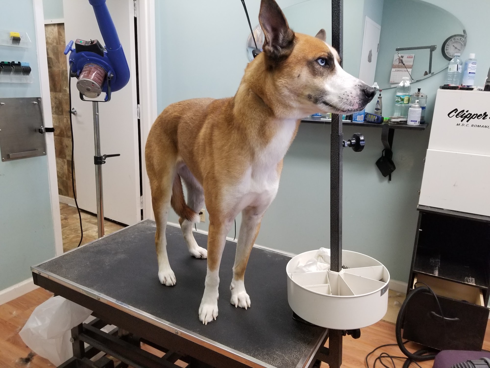 clip & scissors Dog Grooming Norwalk