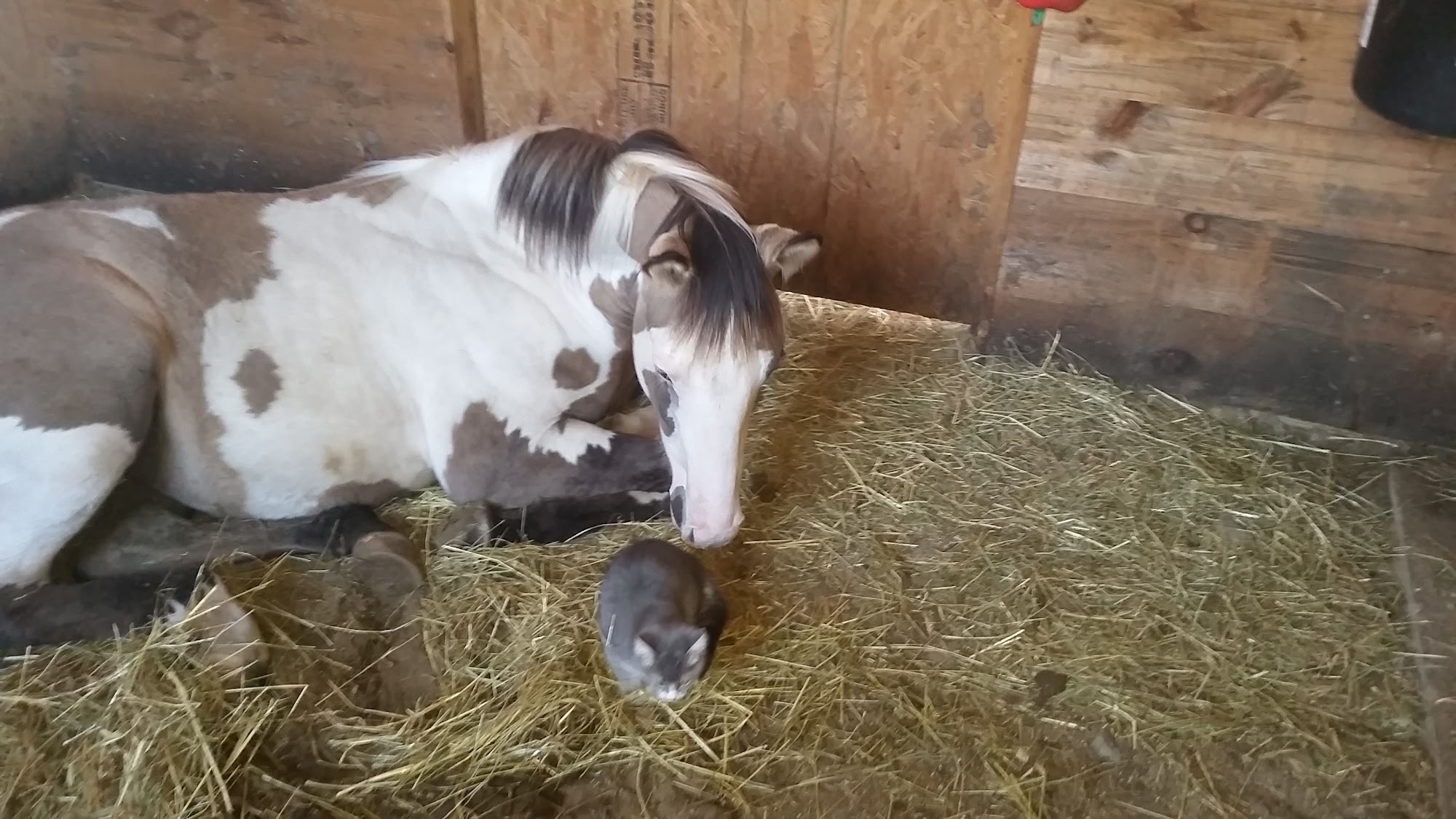 Halter & Harness Pet Care Preston