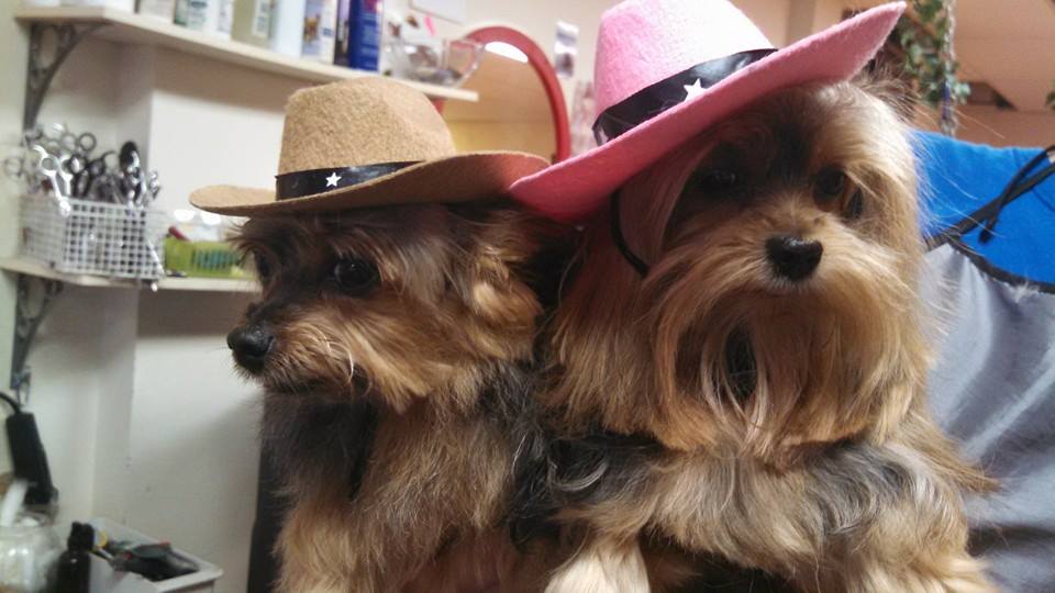 Annie's Pet Spa LLC Rocky Hill