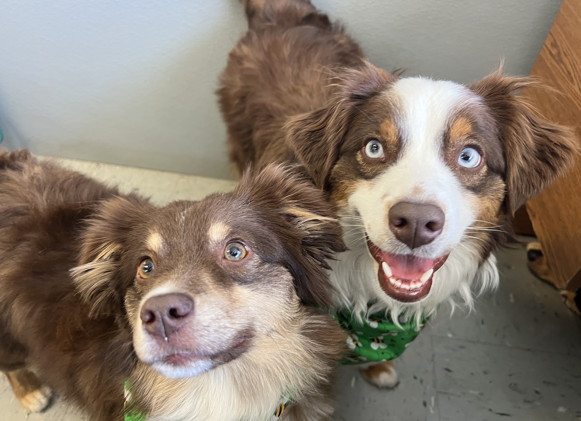 Julie's Barks & Bubbles LLC South Windsor