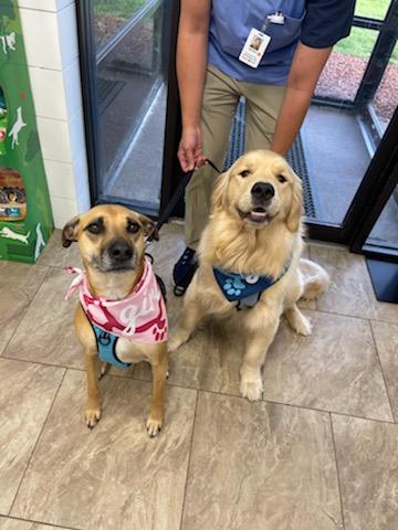 Valley Boarding Kennel South Windsor