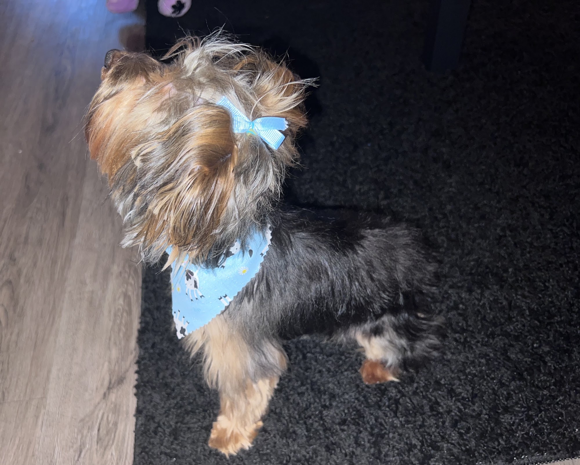 Paw Play Southington