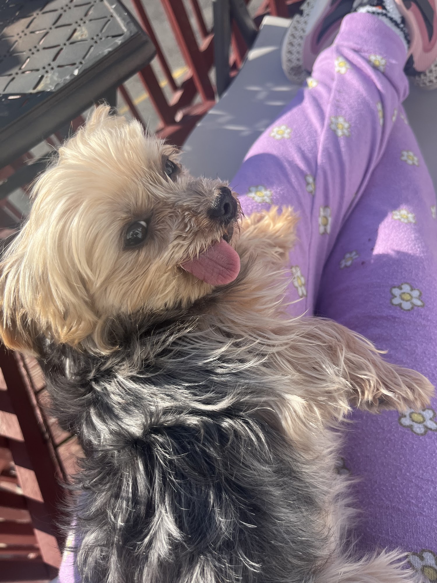 High Ridge Animal Hospital Stamford