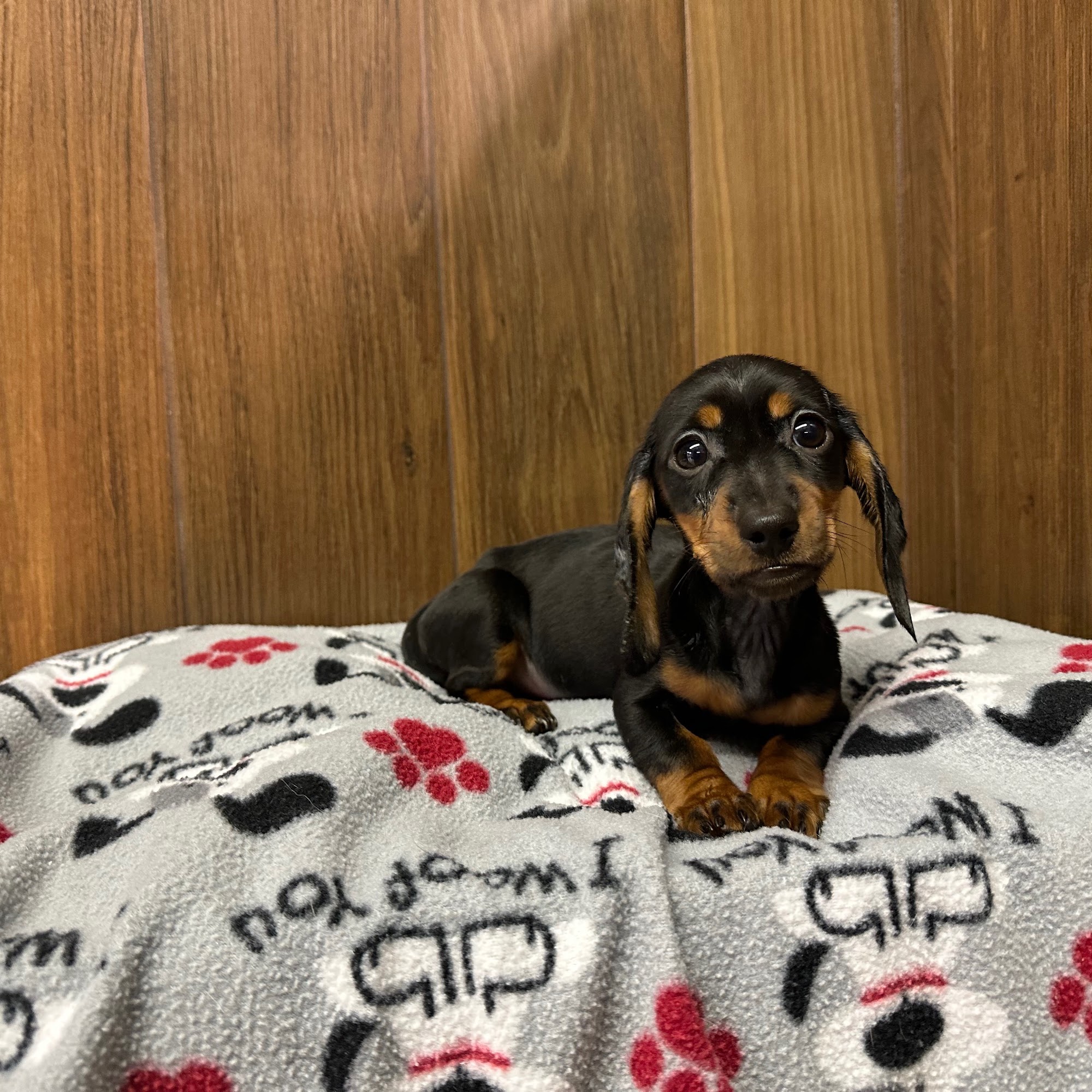 Safari Stan's Pet Center Stamford