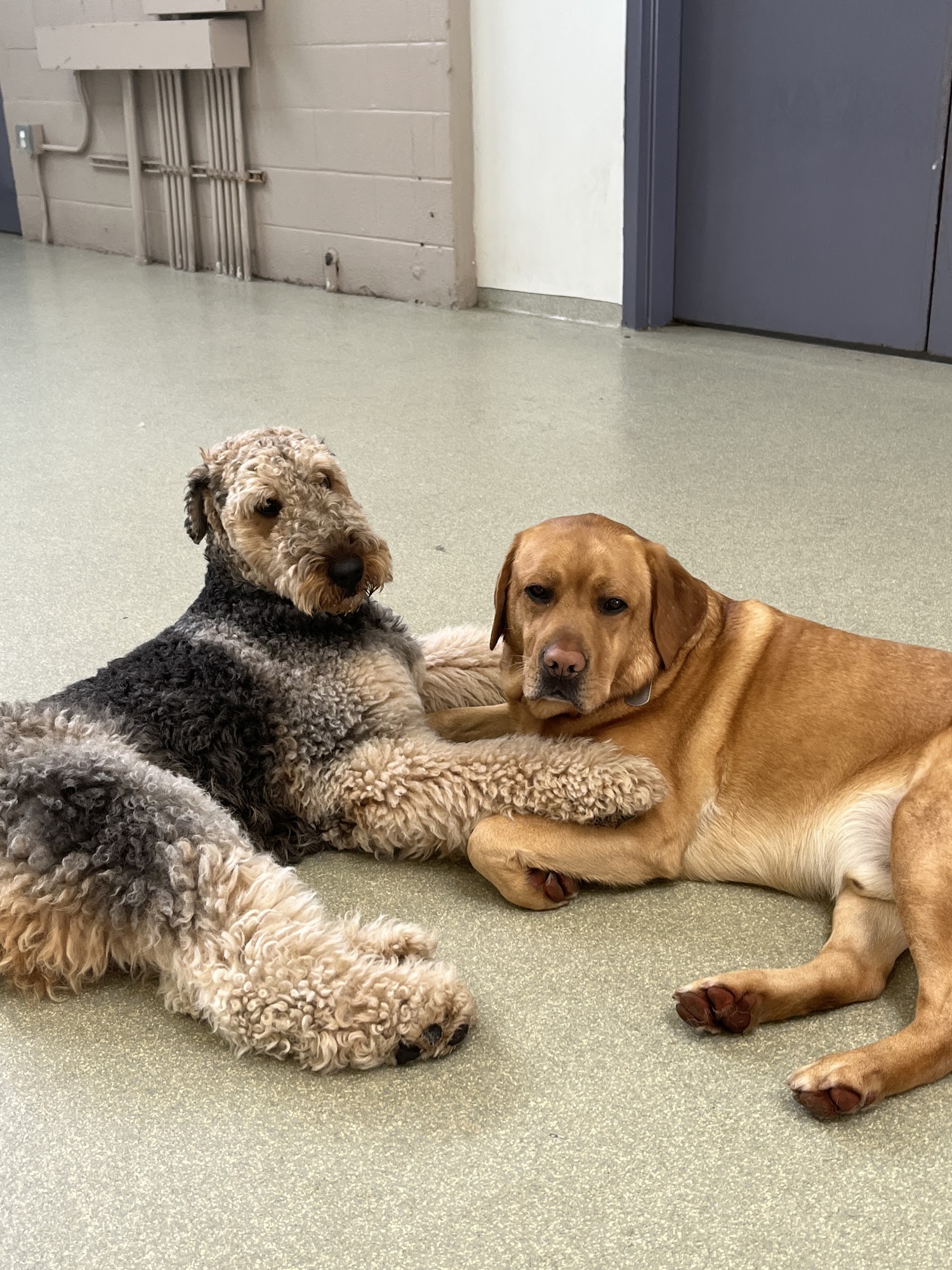 Wag Central Stratford