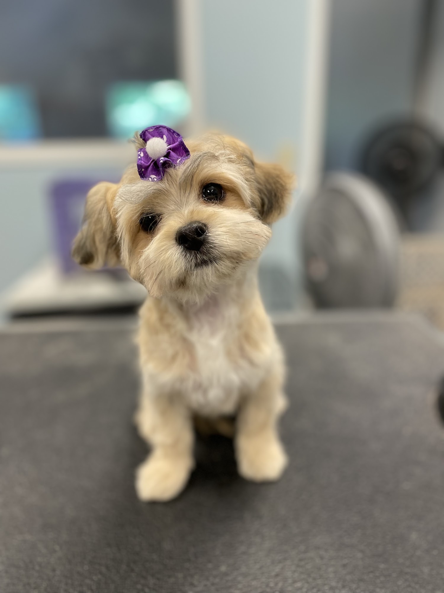 Pet Degree Dog Training Center Trumbull