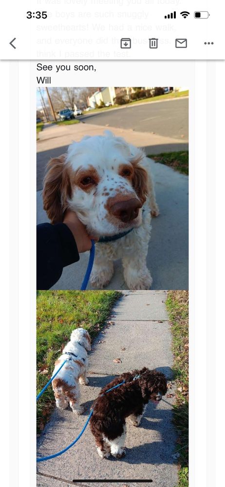 David's Pet Services West Hartford