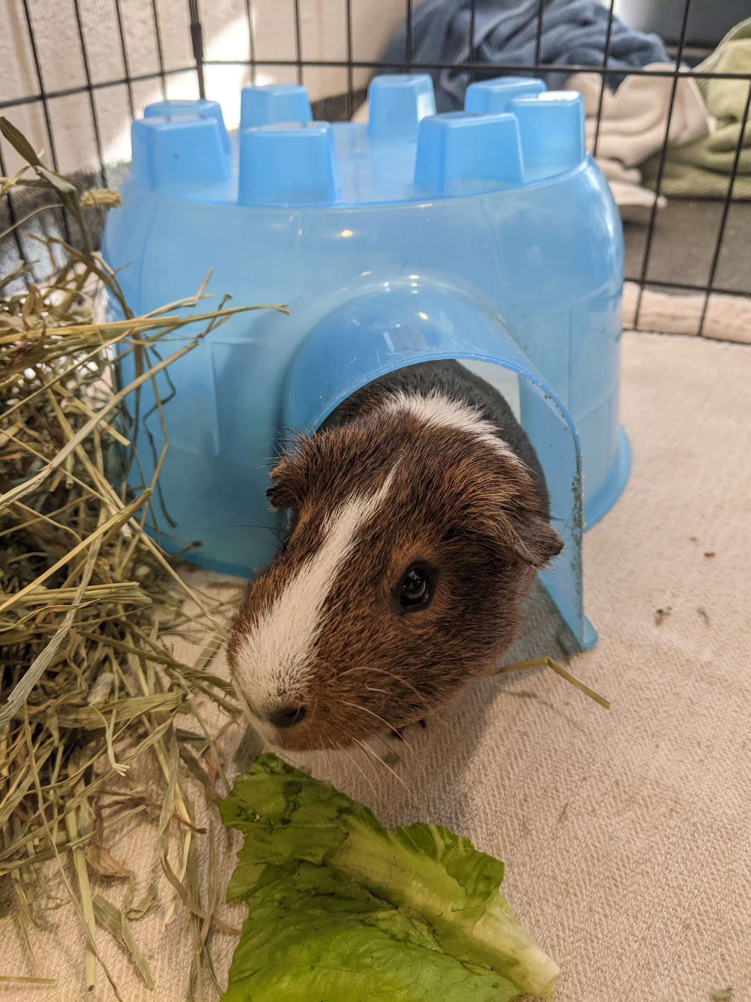 Connecticut Humane Society Westport