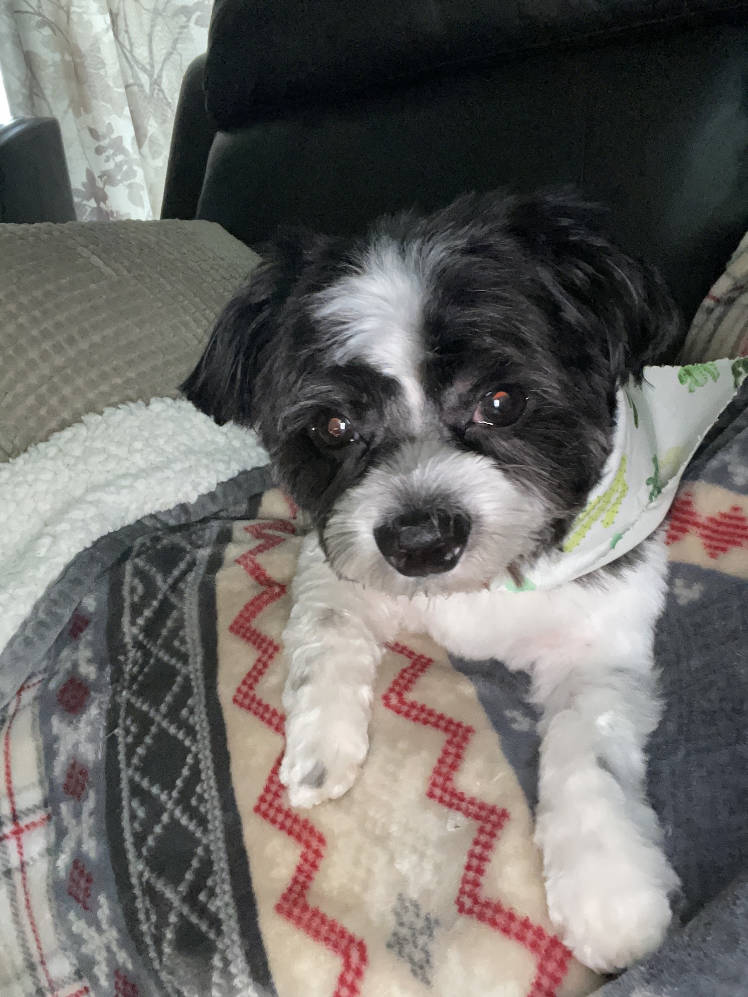 Ooh La La a Dog Spa Wethersfield