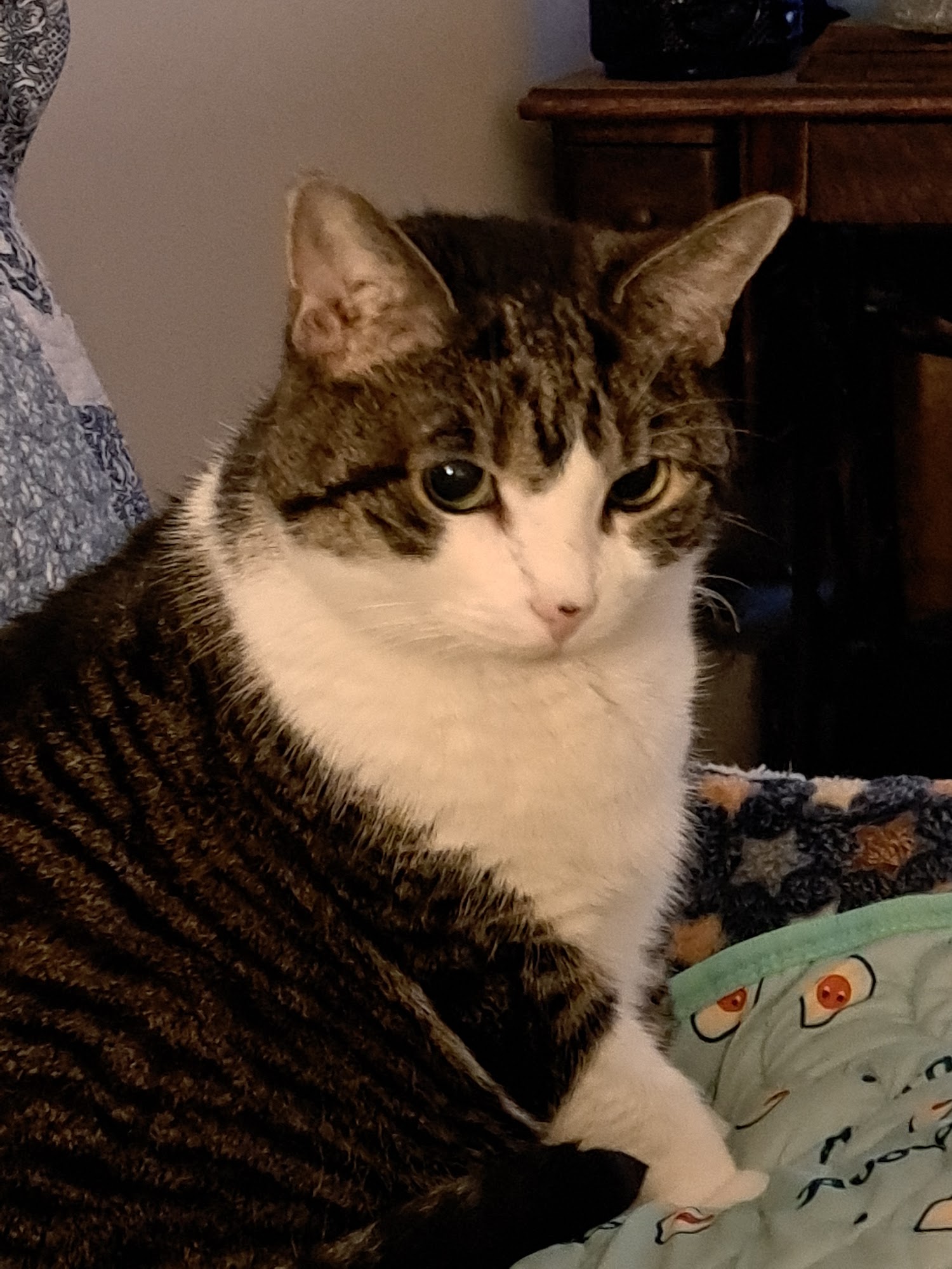 Animals in Distress Inc Wilton