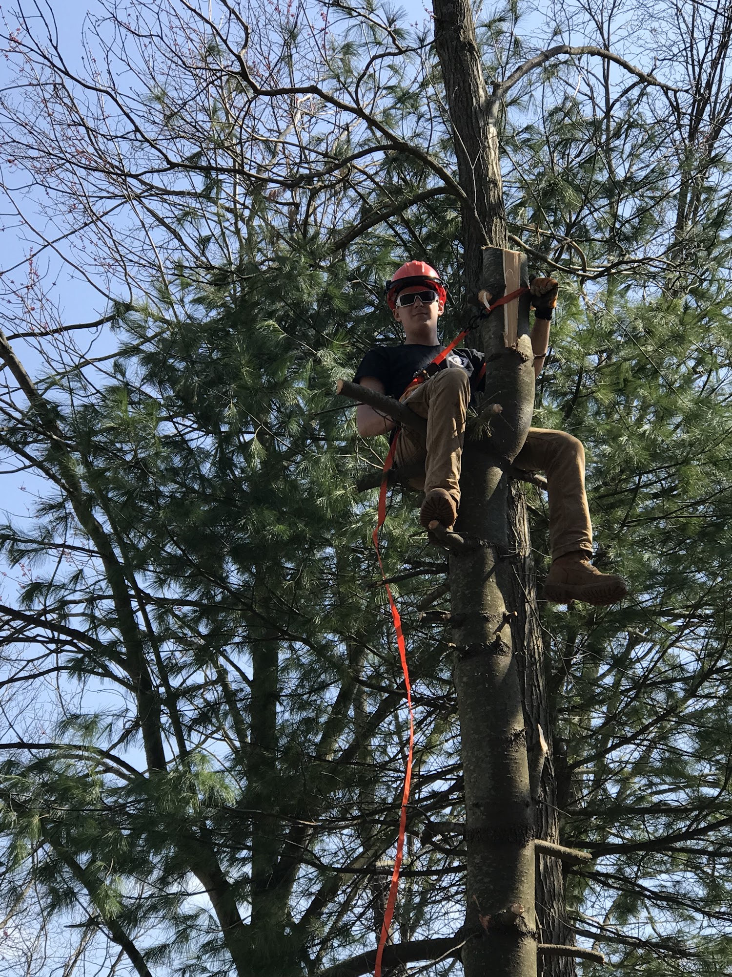 KNP Tree Removal LLC