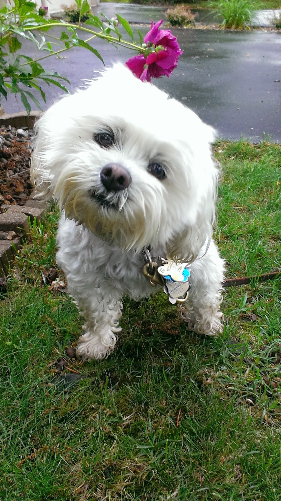 Wagging Tails LLC Wolcott