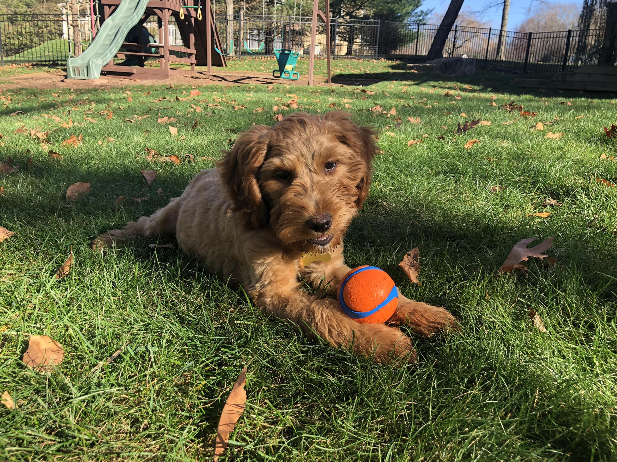Woodbridge Pet Sitting Service, LLC Woodbridge