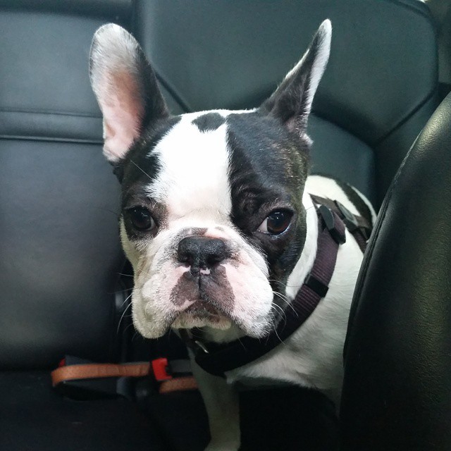 DC DOG SITTER - Columbia Heights