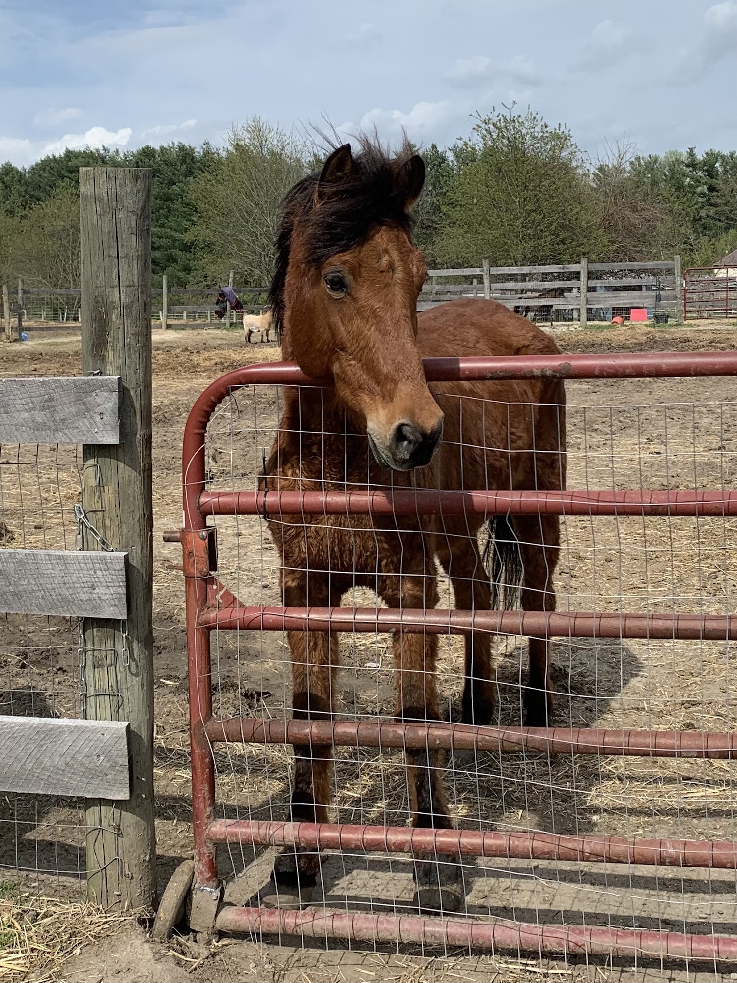 Tri-State Equine Adoption & Rescue, Inc