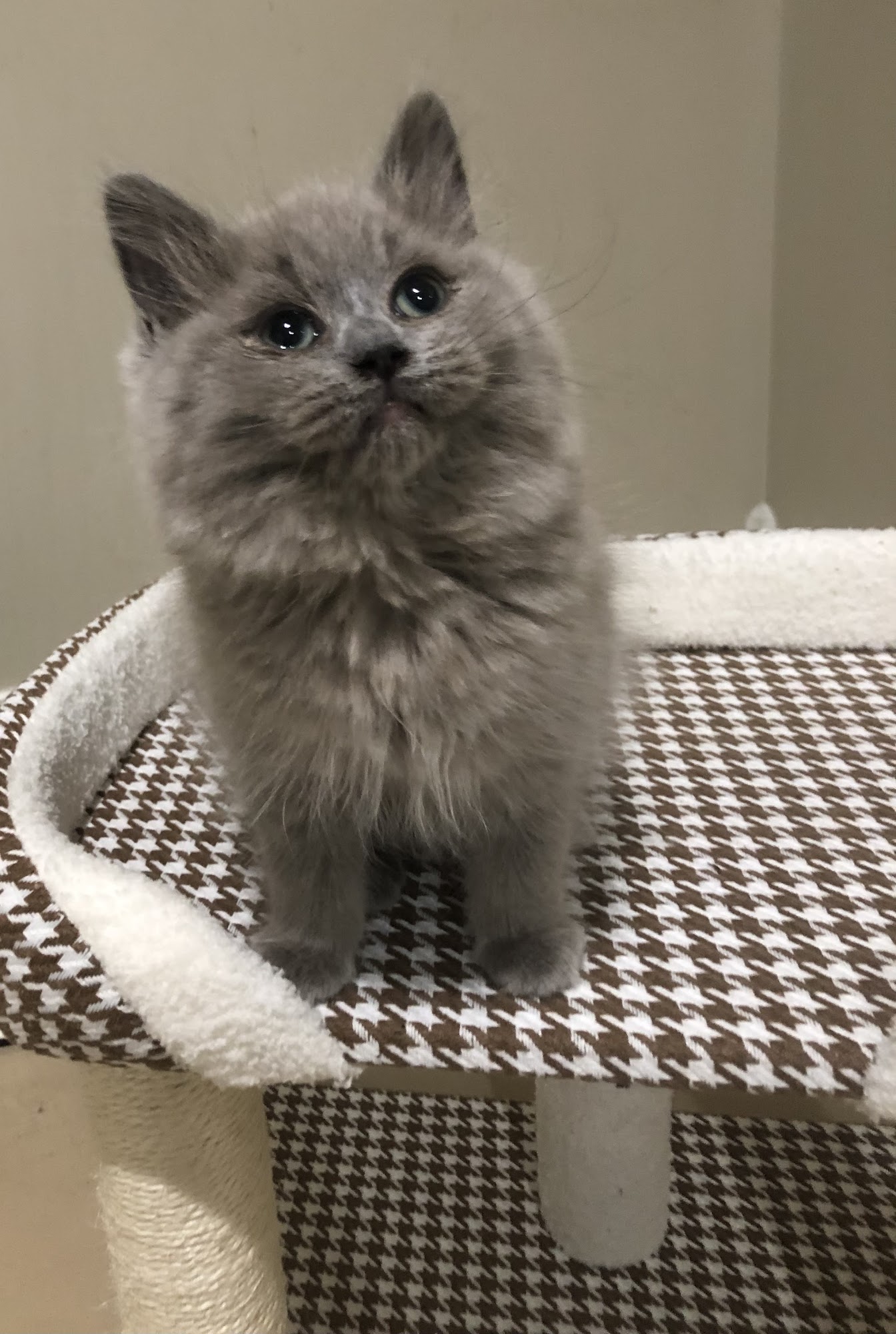 BabyBundles - Ragdoll Cats and Kittens Laurel