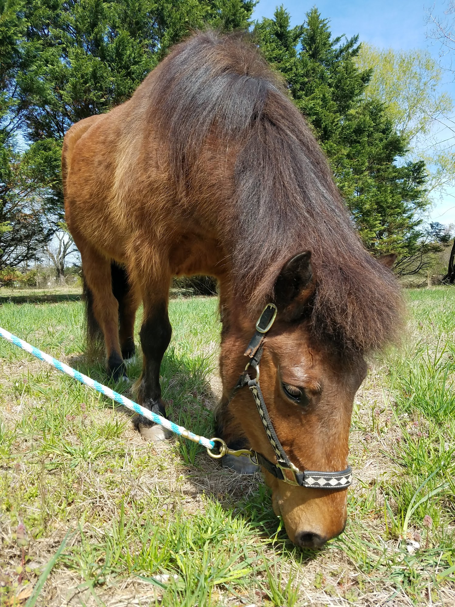 Changing Fates Equine Rescue of Delaware, Inc. Laurel