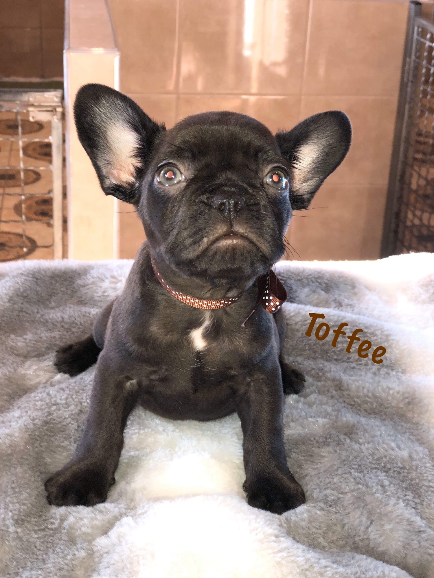 Olde English Bulldogges of Delaware New Castle