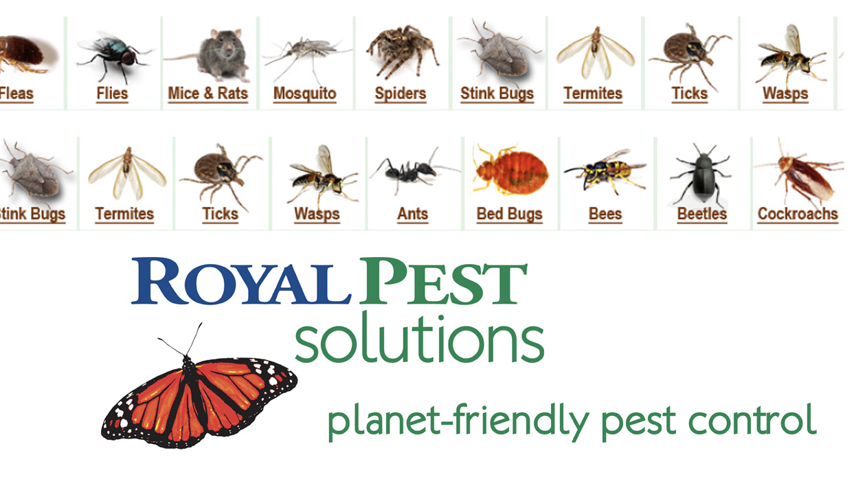 Royal Pest Solutions