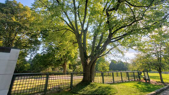 The Tree Guys